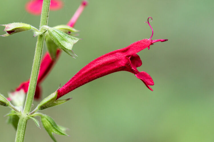 Cedar Sage, Salvia roemeriana, Salvia roemeriana Scheele, Texas Wildflowers
