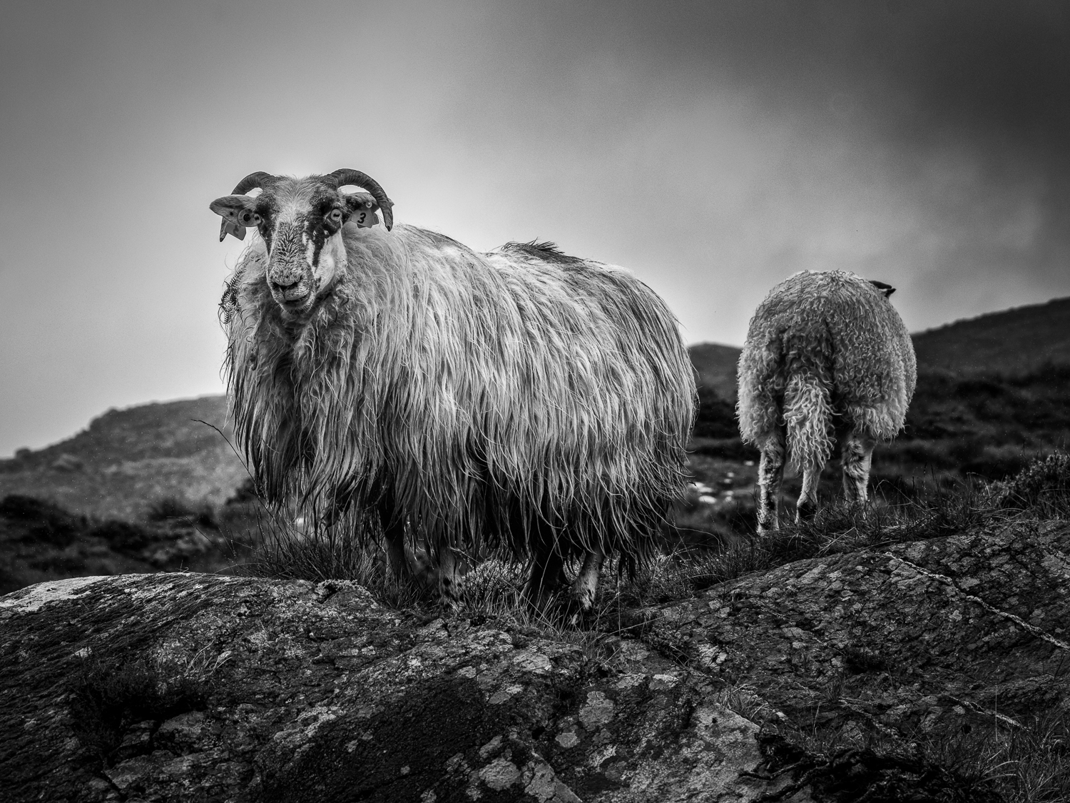 Ballaghisheen Sheep