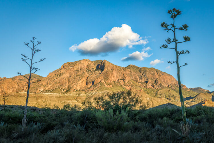 Agaves and the Chisos
