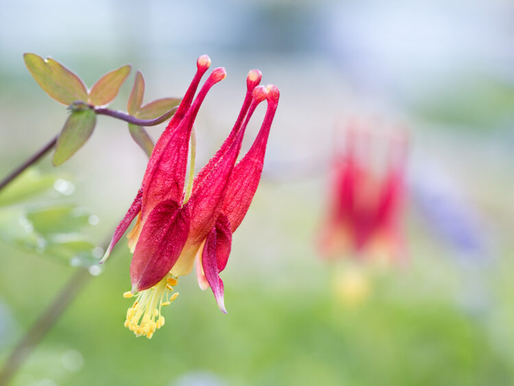 Eastern Red Columbine, Focus Stacking, Lady Bird Johnson Wildflower Center, Texas Wildflowers