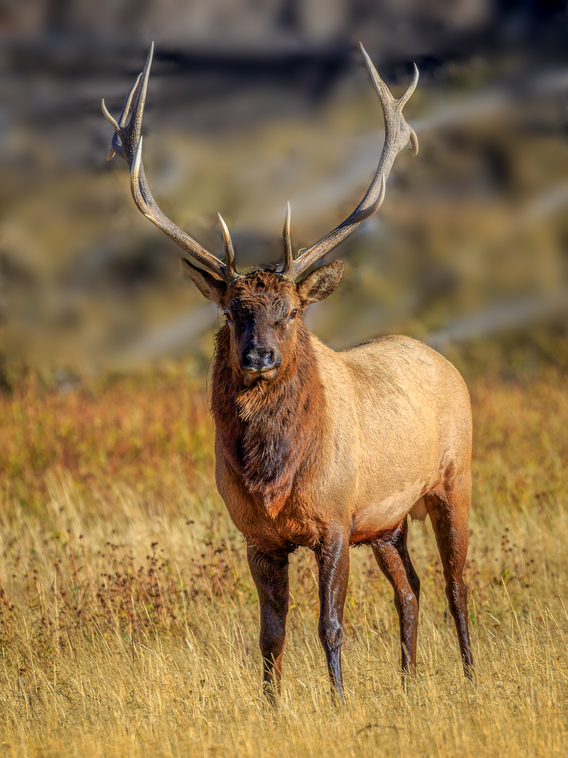 Handsome Elk