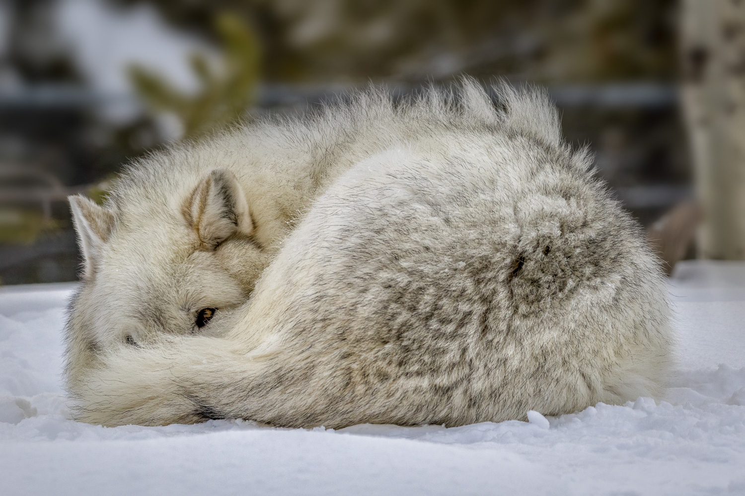 Sleeping Grey Wolf