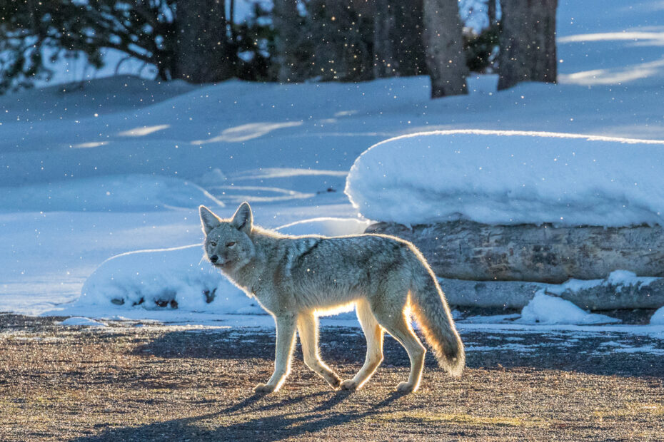 Coyote, Upper Geyser Basin, Yellowstone National Park
