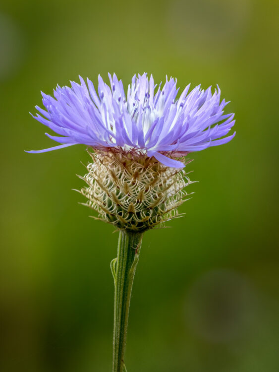 Focus Stacking, Lady Bird Johnson Wildflower Center, Texas Wildflowers