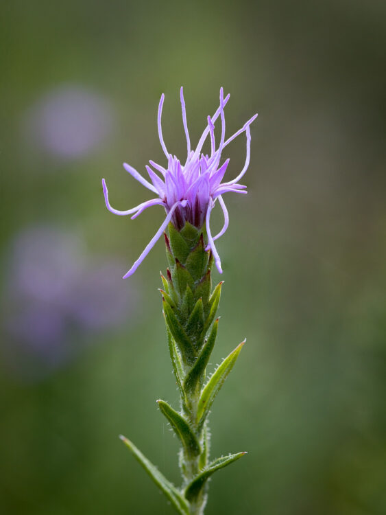 Lady Bird Johnson Wildflower Center, Texas Gayfeather, Texas Wildflowers