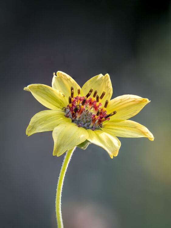 Berlandiera lyrata, Chocolate Flower, Chocolate daisy, Chocolate flower, Green-eyed lyre leaf, Lady Bird Johnson Wildflower Center, Lyreleaf greeneyes, Texas Wildflowers