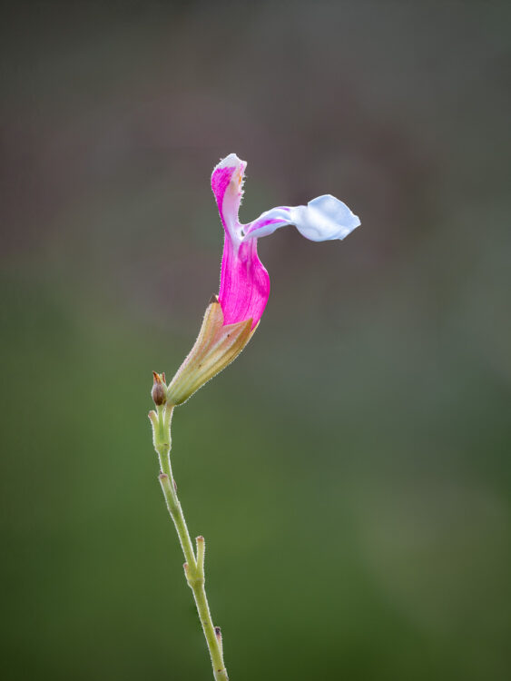 Lady Bird Johnson Wildflower Center, Texas Wildflowers