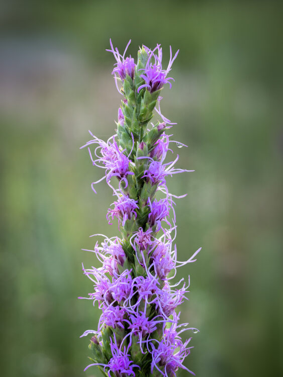 Focus Stacking, Lady Bird Johnson Wildflower Center, Texas Gayfeather, Texas Wildflowers