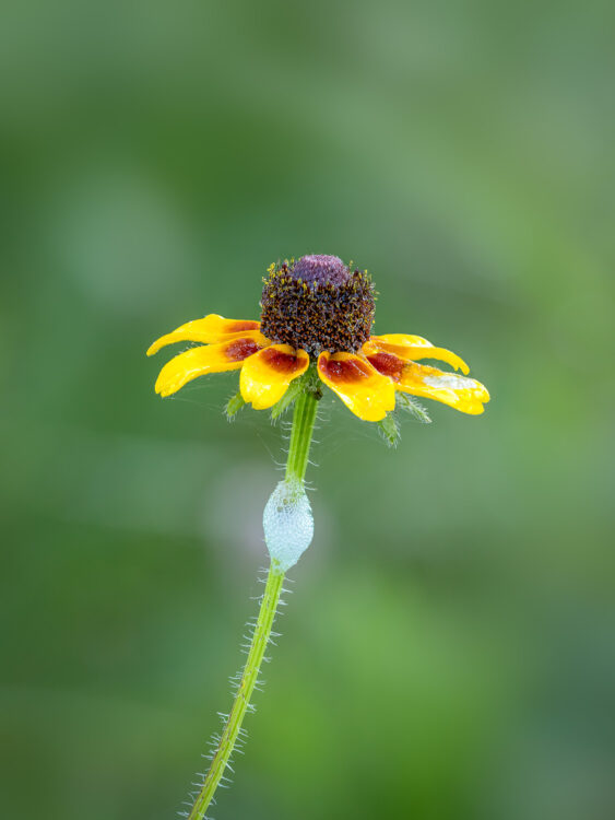 Focus Stacking, Lady Bird Johnson Wildflower Center, Texas Wildflowers