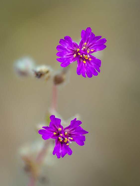 Allionia incarnata, Ernst Tinaja, Flowers, Pink Windmills, Trailing Allionia, Trailing Four O'Clock, Trailing Windmills