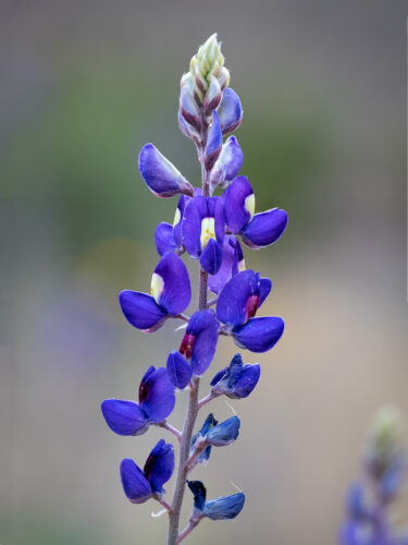 Big Bend Bluebonnet, Big Bend National Park, Focus Stacking, Grapevine Hills Trail, Texas Wildflowers