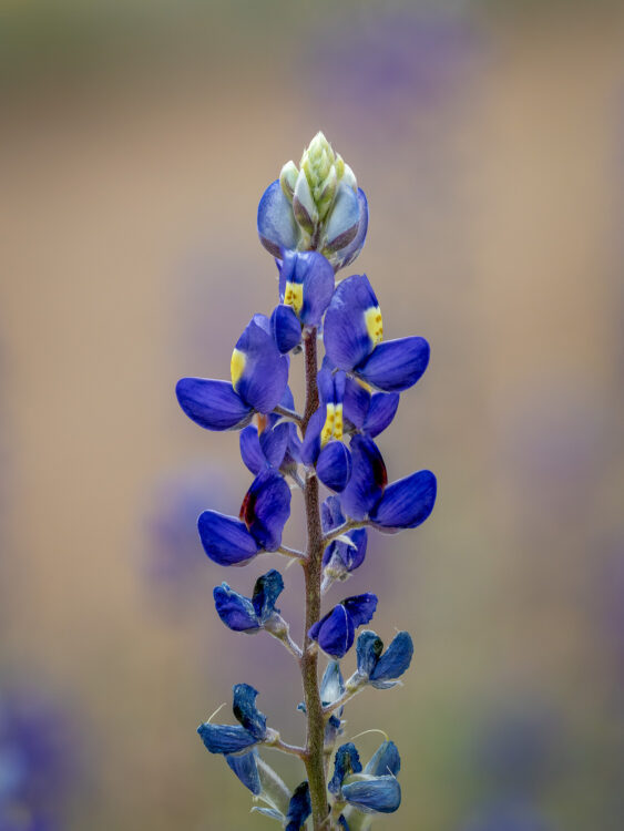 Big Bend National Park, Focus Stacking, Grapevine Hills Trail, Texas Wildflowers