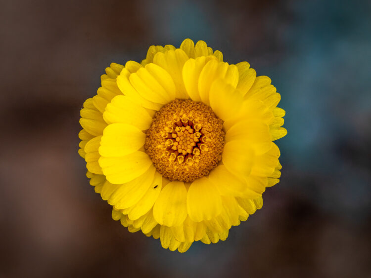 Big Bend National Park, Focus Stacking, Grapevine Hills Trail, Texas Wildflowers