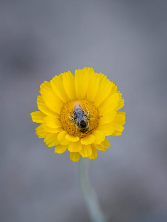 Focus Stacking, Terlingua Creek, Texas Wildflowers, West Texas