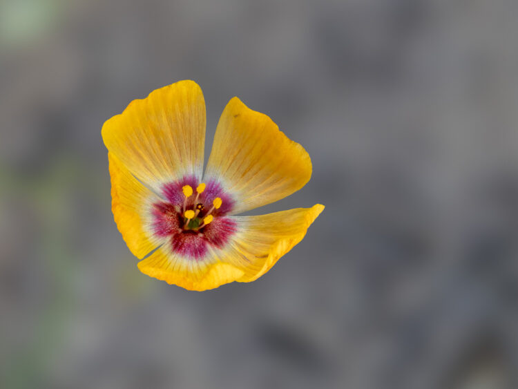 Chihuahuan Flax, Focus Stacking, Linum vernale, Terlingua Creek, Texas Wildflowers, West Texas