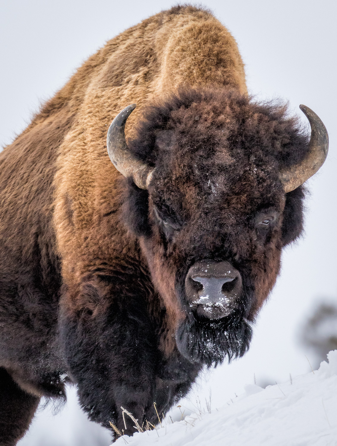 Yellowstone American Bison - T. Kahler Photography