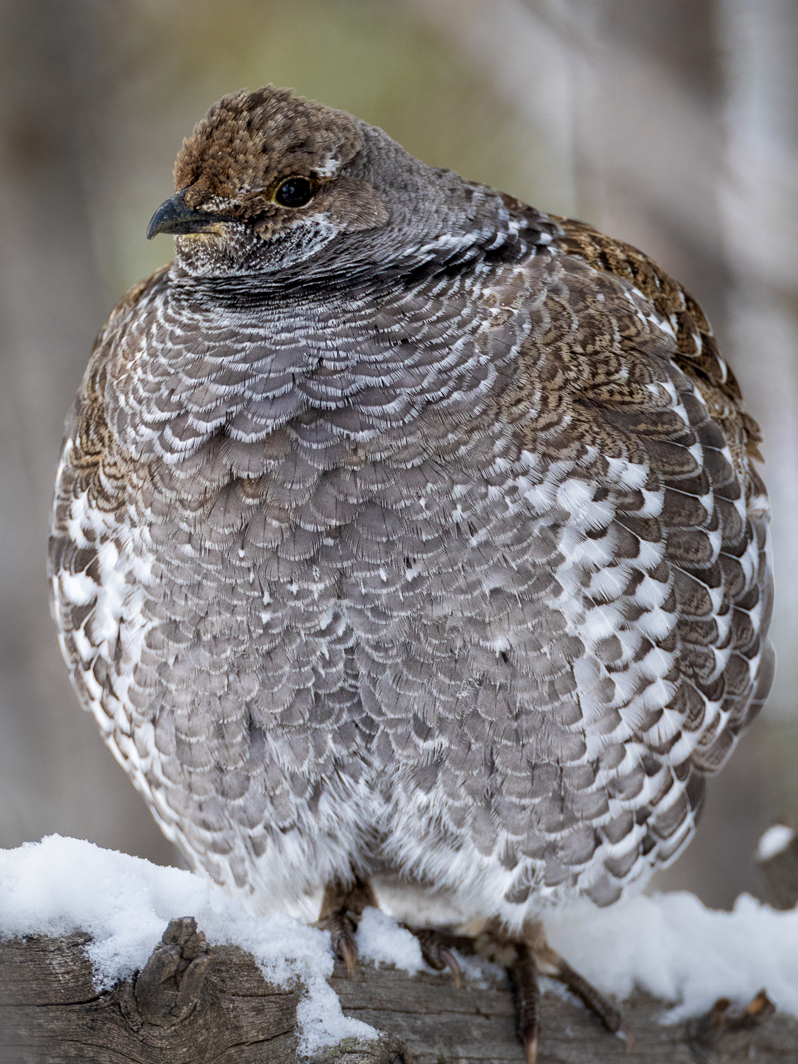 Birds, Dusky Grouse, Madison Campground, Wildlife, Yellowstone National Park