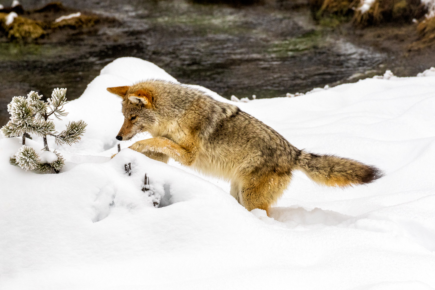 Coyote Hunting in the Snow