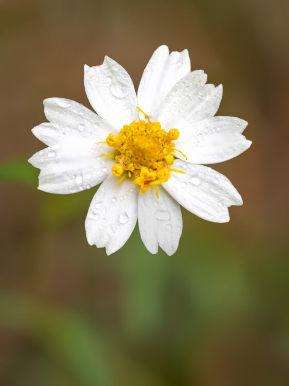 Blackfoot Daisy, Flowers, Focus Stacking, Melampodium Leucanthum, Texas Wildflowers