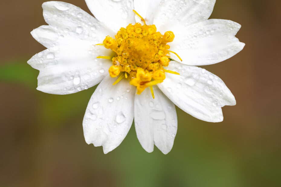 Blackfoot Daisy, Flowers, Focus Stacking, Melampodium Leucanthum, Texas Wildflowers