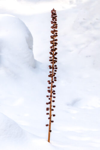 Pterospora andromedea Nutt., Upper Geyser  Basin, Woodland Pinedrops, Yellowstone National Park
