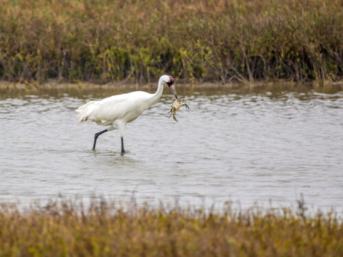Whooping Crane with a Crab