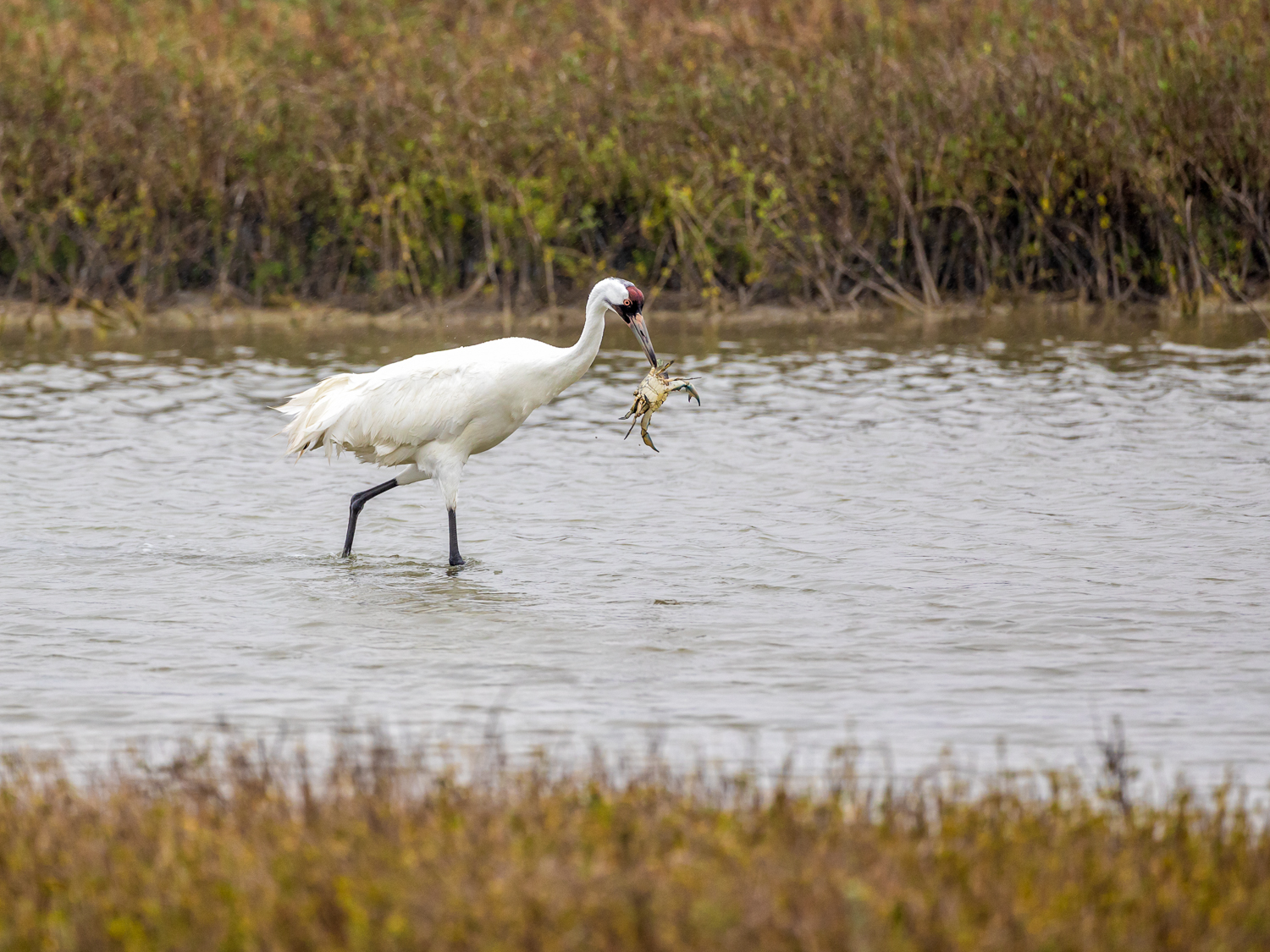 Whooping Crane with a Crab
