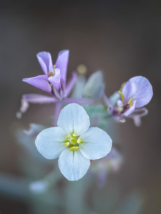 Big Bend National Park, Focus Stacking, Grapevine Hills Trail, Texas Wildflowers