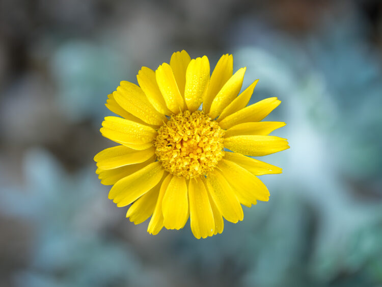 Big Bend National Park, Focus Stacking, Grapevine Hills Trail, Texas Wildflowers