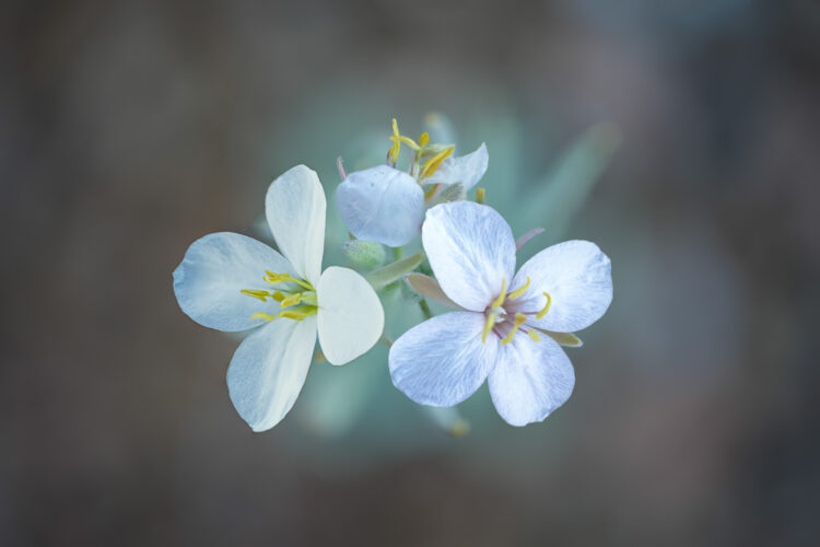 Big Bend National Park, Focus Stacking, Grapevine Hills Trail, Texas Wildflowers