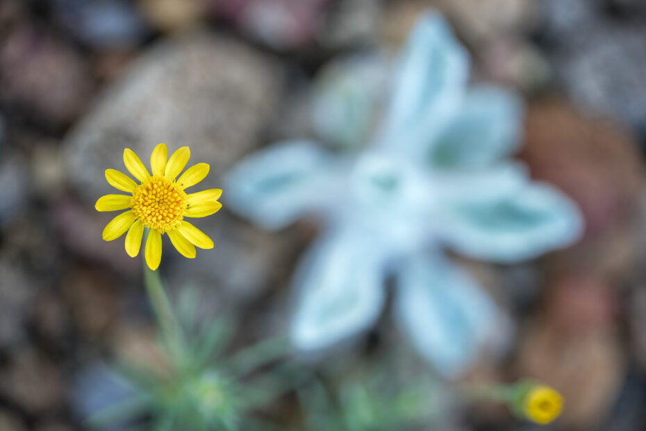 Big Bend National Park, Butterweed, Focus Stacking, Grapevine Hills Trail, Texas Wildflowers