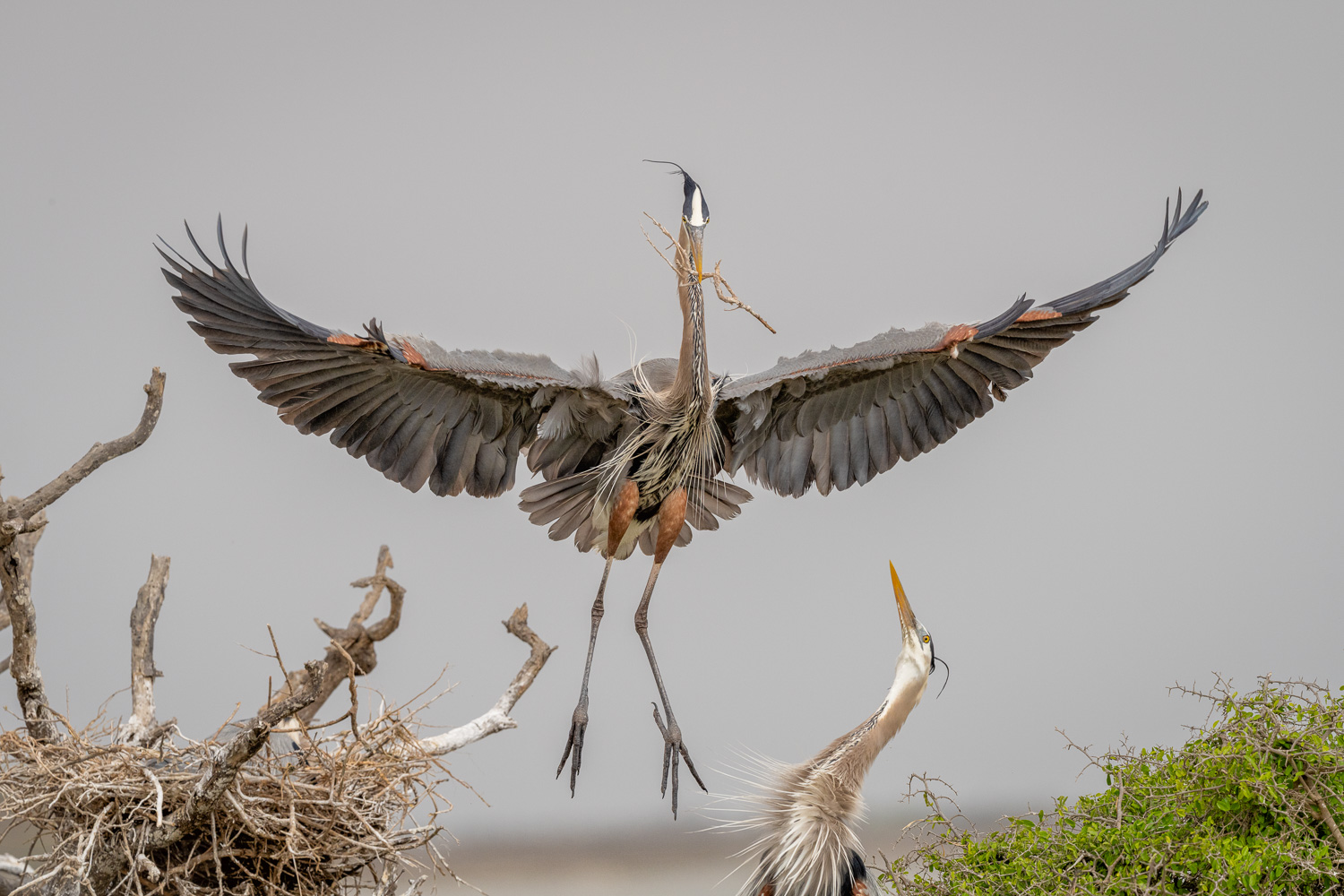 Aransas National Wildlife Refuge, Birding, Rockport Texas